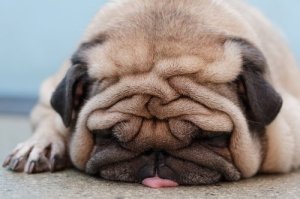 funny-tired-dog-pug-wrinkled-face_large